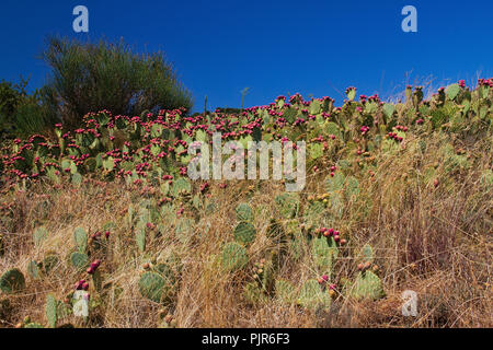 Kakteen, indische Bild Opuntia, in der Nähe von Salagou See im südlichen Frankreich unter einem blauen Himmel Stockfoto