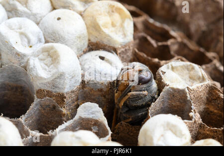 Nahaufnahme der Asiatischen wasp Larve im Nest Käfige Stockfoto