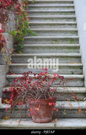 Roter Herbst Efeu an Steintreppen eines Herrenhauses Stockfoto