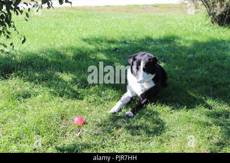 Border Collie Australian Shepherd spielt, heult, ruht sich aus, wacht und genießt den Tag Stockfoto