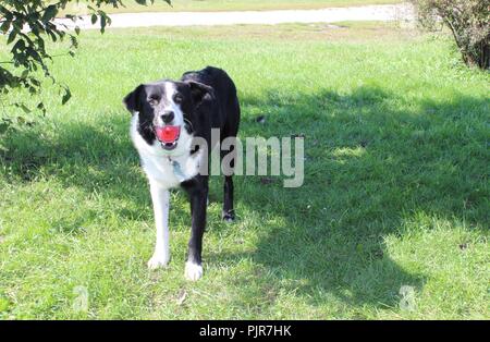 Border Collie Australian Shepherd spielt, heult, ruht sich aus, wacht und genießt den Tag Stockfoto