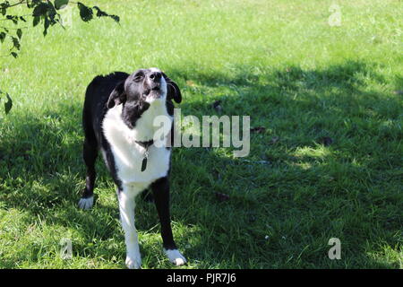 Border Collie Australian Shepherd spielt, heult, ruht sich aus, wacht und genießt den Tag Stockfoto