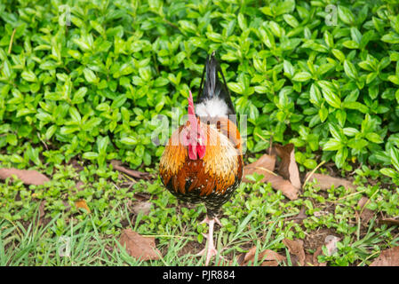 Freie Strecke Hahn, Kauai Stockfoto