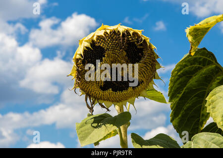 Lächelnden Sonnenblumen Stockfoto