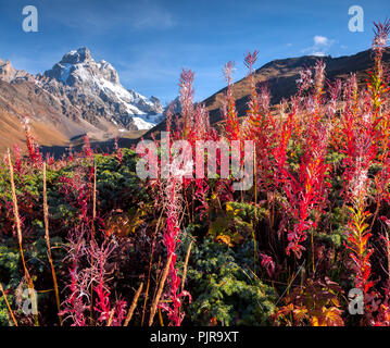 Bunte Herbst morgen im Kaukasus auf die berghänge Ushba. Obere Swanetien, Kaukasus, Georgien, Europa. Instagram Muskelaufbau. O Stockfoto