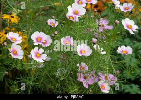 Schmuckkörbchen 'Daydream' Blume Stockfoto