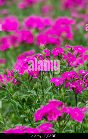 Dianthus barbatus f1 'Rockin purple'. UK. Sweet William Blumen Stockfoto