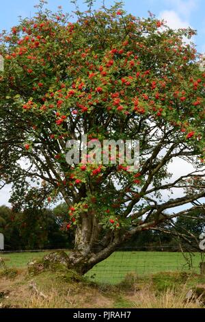 Eberesche Eberesche Sorbus aucuparia Baum wächst in einer Hecke Stockfoto