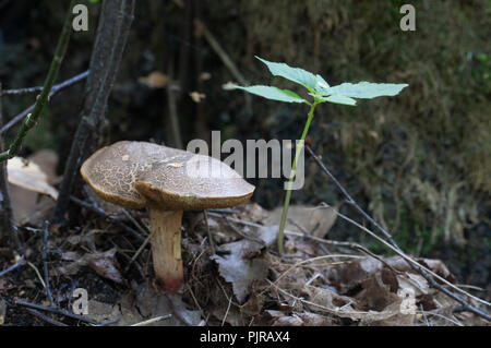 Roten knacken Bolete Nahaufnahme erschossen, lokalen Fokus Stockfoto