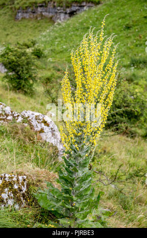 Spektakuläre Blütenspitze des heiligen Mullein Verbascum pulverulentum, das in den oberen Bereichen des Lathkill Dale Derbyshire Peak District auf Menschenhöhe wächst Stockfoto