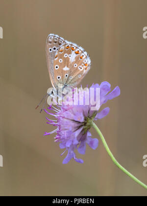 Adonis blue butterfly Polyommatus bellargus erwachsenen männlichen Unterseite zu einem Butterfly Conservation Reserve auf Jura Kalkstein in Gloucestershire, Großbritannien Stockfoto