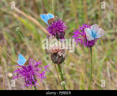 Zwei Adonis blauer Schmetterling Männer und eine chalkhill Blue männlich an einem Butterfly Conservation Reserve auf Jura Kalkstein in Gloucestershire, Großbritannien Stockfoto