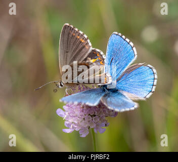 Adonis blue butterfly Polyommatus bellargus Männlichen und Weiblichen zu einem Butterfly Conservation Reserve auf Jura Kalkstein in Gloucestershire, Großbritannien Stockfoto