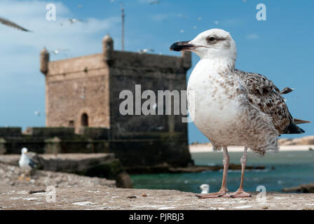 Eine junge Möwe steht an der Wand der Befestigungsanlagen der Stadt Essaouira in Marokko Stockfoto