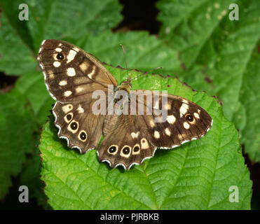 Imago Der hauhechelbläuling Schmetterling Pararge aegiria auf dornbusch Blatt - braun UK Form Stockfoto