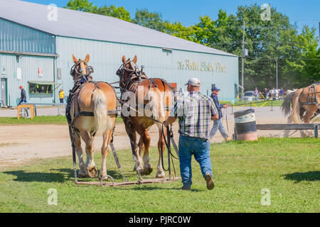 Teamsters, die Ihre Teams von Zugpferden auf das Gewicht ziehen Wettbewerb auf lokaler Herbstmesse. Stockfoto