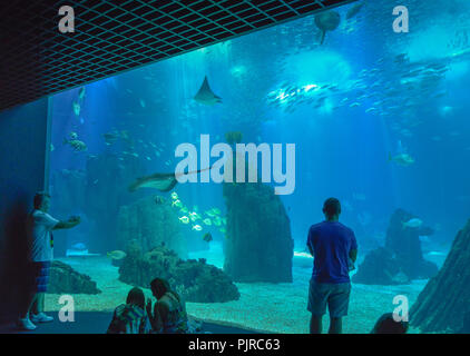 Das Oceanário de Lisboa, Lissabon, Portugal, "Oceanário de Lisboa, Lissabon Stockfoto