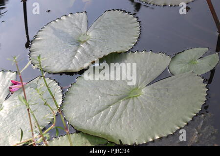 Seerose lotosblume und Laubenwasser Lilienblatt oder lotusblatt.Seerose ‍Flower und Lotusblume mit Wasser Stockfoto