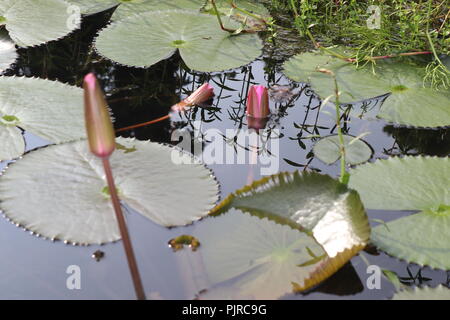 Seerose lotosblume und Laubenwasser Lilienblatt oder lotusblatt.Seerose ‍Flower und Lotusblume mit Wasser Stockfoto