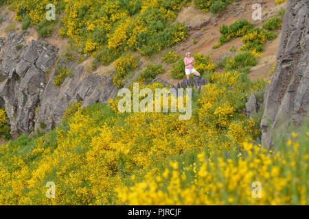 Frau, Wandern, Besen, Wanderweg PR1 der Pico Do Arieiro zum Pico Ruivo, Madeira, Portugal, Frau, Wanderung, im Ginster, Wanderweg PR1 vom Pico do Stockfoto