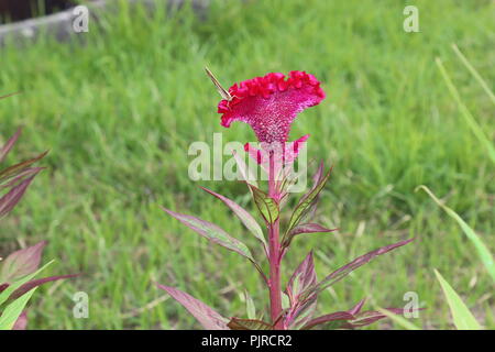 Cockscomb, Chainese Wool flower.Rote Samtblume, Kamm celosia critstata Hintergrund.bunte cellosia cockomb Blume. Stockfoto