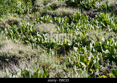 Wiese Feld von maultier Ohren Pflanzen (wyethia mollie) entlang einer Spur in der Kalifornischen östlichen Sierra Stockfoto