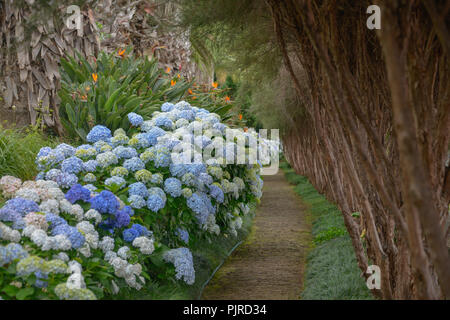 Hortensien (Hydrangea), der tropische Garten Monte Palace, Monte, Funchal, Madeira, Portugal, Hortensien (Hydrangea) Stockfoto