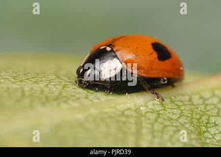 2-Punkt Marienkäfer (Adalia bipunctata) in Ruhe auf Birke Blatt. Tipperary, Irland Stockfoto