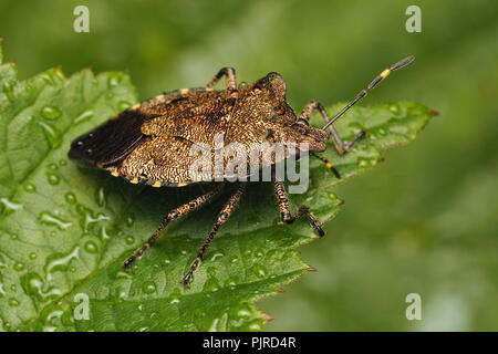 Bronze (Shieldbug Troilus luridus) ruht auf dornbusch Blatt. Tipperary, Irland Stockfoto