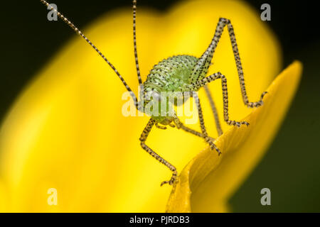 Gesprenkelte Bush Cricket Nymphe (Leptophyes punctatissima) auf Buttercup. Tipperary, Irland Stockfoto