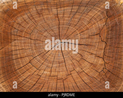 Holz- stumpf auf den weißen Hintergrund isoliert. Runde Schnitt unten Baum mit jährlichen Ringe als Holz Textur. Nahaufnahme Stockfoto