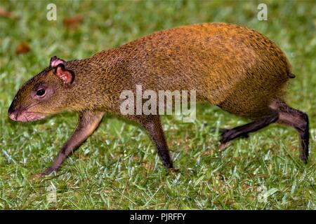 Agouti laufen durch einen weiten Raum, in Monteverdi cloud Regenwald in Costa Rica. Stockfoto