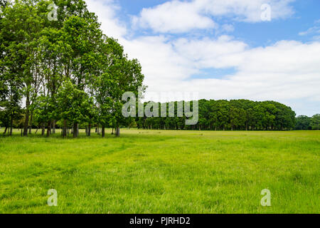 Felder und Bäume im Phoenix Park, Dublin, Irland Stockfoto