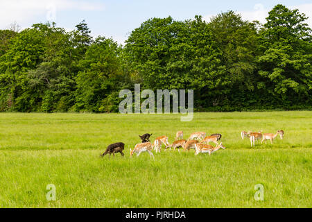 Gruppe von Rehen, Felder und Bäume im Phoenix Park, Dublin, Irland Stockfoto