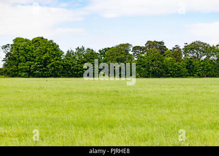 Felder und Bäume im Phoenix Park, Dublin, Irland Stockfoto