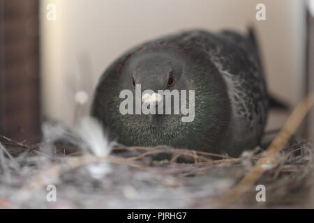 Eine Taube Stadt Taube sitzt auf ihrem Nest Stockfoto