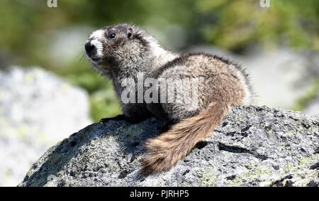 Hoary Marmot, über den Wolken Berge in Whistler, British Columbia, Kanada. Stockfoto