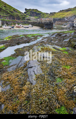 Boscastle Harbour, die Szene der zerstörerischen Überschwemmungen in 2004, jetzt wieder aufgebaut und ein florierendes Reiseziel in North Cornwall. Stockfoto