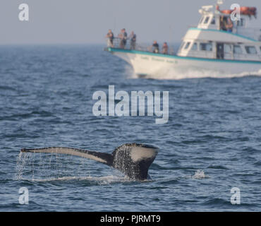 Ein Buckelwal dreht seinen Schwanz über der Oberfläche in der Massachusetts Bay mit einem Boot voller Whalewatcher im Hintergrund. Stockfoto