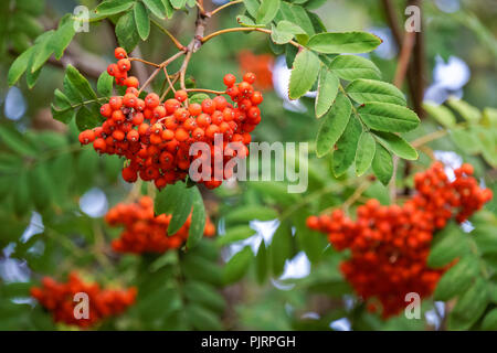 Rote reife Früchte der europäischen Eberesche Stockfoto