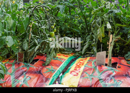 Kirsche Tomaten wachsen aus Wachsen - Tasche Stockfoto