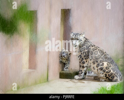 Ein Snow Leopard und ihr Junges in einem Zoo in New Jersey. Stockfoto