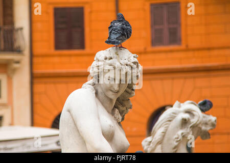Taube auf die Statue auf der Piazza Navona in Rom, Italien Stockfoto