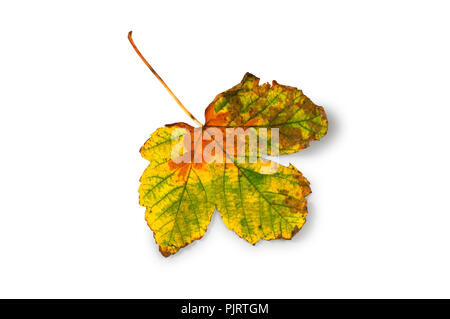 Studio shot eines gefallenen Sycamore Blatt auf einem weißen Hintergrund - Johannes Gollop Stockfoto