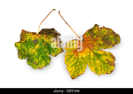 Studio shot eines gefallenen Sycamore Blatt auf einem weißen Hintergrund - Johannes Gollop Stockfoto