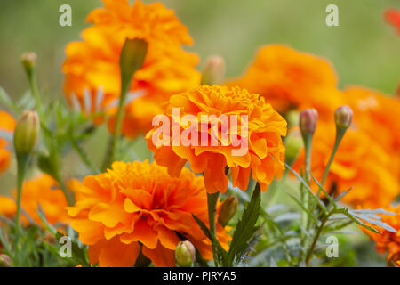 Bereich der rot-orange Ringelblume Blumen. Hintergrundbild Stockfoto