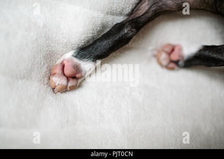 Close Up Portrait von einem Boston Terrier Hund zu Hause auf ihre Decke Stockfoto