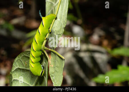 Laurel Sphinx Sphinx Caterpillar - kalmiae Stockfoto