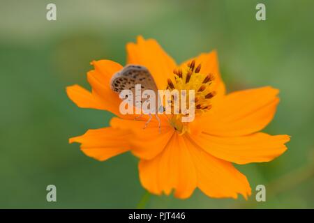 Makro Details Schmetterling auf Sommer Kosmos Blume Stockfoto