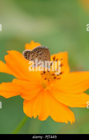Makro Details Schmetterling auf Sommer Kosmos Blume Stockfoto